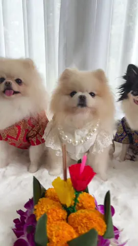 สุขสันต์วันลอยกระทงนะค้า มีคนไปลอยกระทงด้วยรึยังคะ ไปกับหมูหวาน หมูนุ่ม หมูฮ้อง หมูแดง หมูยอมั้ยค้า #ลอยกระทง #วันลอยกระทง #กระทงหลงทาง #ชิวาว่า #ปอมเมอเรเนียน #พรหมลิขิต #kawaii #ชุดไทย #ลอยกระทงงานวัด #doglover #loykrathong 