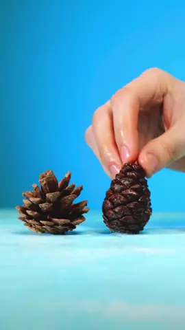 Time travel? Nah. Just the hot water affecting the pinecone! #ScienceExperiments #QuestionEverything