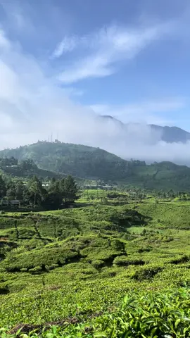 Arah telaga saat puncak 🌿#puncakbogor #puncak #telagasaatpuncak #kebunteh #langit #naturevibes #nature  @zulhilmi_weng 
