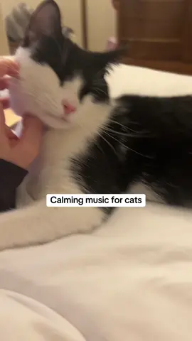 Were your cats extra calm as this music was playing? #TuxedoCats #TuxedoCat   #CatLovers #BlackAndWhiteCats #FelineFriends 