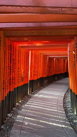 Fushimi Inari shrine, Kyoto, Japan. #japantravel #viajeajapon #jepun🇯🇵 #kyotojapan #kyototrip #fushimiinarishrine #⛩️ 