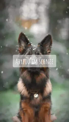 Der Sound macht das Video noch viel schöner … #hund #dog #gsd #schäferhund #dsh #deutscherschäferhund #germanshepherd #shepherd #langhaarschäferhund #langstockhaar #longhairgermanshepherd #snow #schnee