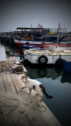 #catslover  #letitgo  #freesetting #birdslife #naturlover💙💙 #waterlover 