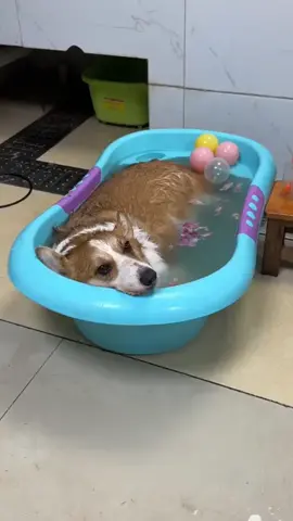 Now it's comfortable #corgi #corgisoftiktok #corgilove #corgifunny