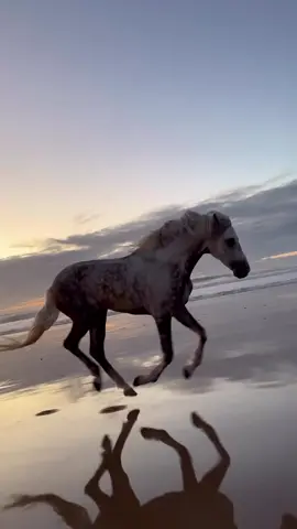 There is something mesmerizing about horses running free 🦅 Grace, power and beauty blended in one unique package, it never gets old 🐴❤️ . . #horsesoftiktok #freehorse #morocco🇲🇦 #morocco🇲🇦 #chevalessaouira #horsemanship #stallion #freedom 