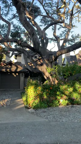 🏡 Under the Oak Cottage 🏡 #fyp #carmelbythesea #cottagecore #coastalgrandmother #homeinspo #treetok #oaktree #quietlife #softgirl 