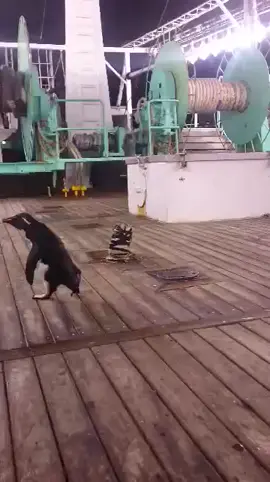 pingwin... #kapaltaiwan #kapalcumisamba