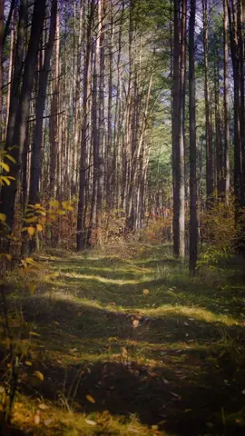 Relaksujący spacer po lesie. W moich okolicach jeszcze śniegu nie ma. Jak u was wygląda pogoda ? 🌳💛🍂 #forest #autumn #las #jesień #Hiking #spacer #widoki 