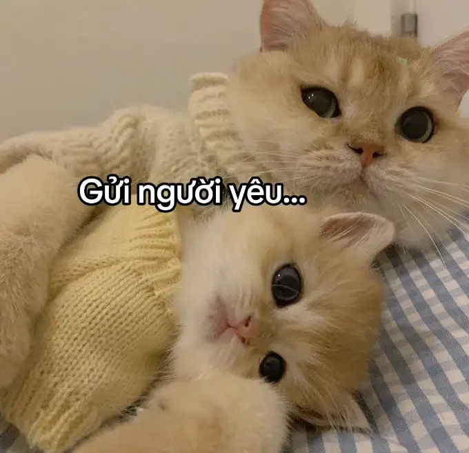 Darling NPC #xuhuong #fyp #tiktok #foryou 