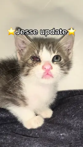 Thank you guys for all the help i couldn’t have done this without you guys🩷🩷 #fyp #cat #catsoftiktok #catrescue #trending #animalrescue #rescue #kitten 