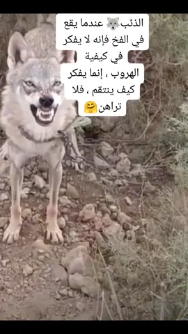 #حكمة_الذئب_فارس #حكمة_اليوم #🤗🤗 #الذئب 