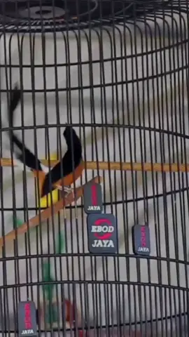 Ndlosor ndlosor😁 #muraisujud #muraimania #kicaumania #kicaumanianusantara #kicaumaniaindonesia #muraimahal #muraibatuindonesia #muraibatumania #kicau #seduluranmuraimania #smm #fyp 