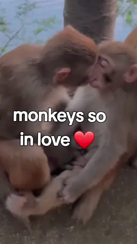 #funnymonkey #kissingmonkeys #monkeylove 