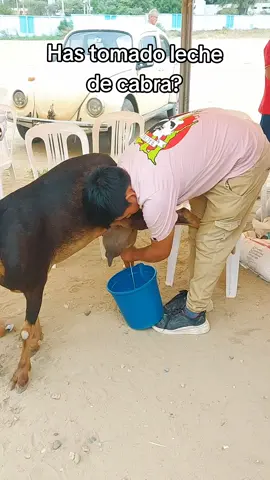 leche de cabra #tendencia #Viral #parati #turismo #tendencia #ordeñandocabras #lechedecabra #piura 