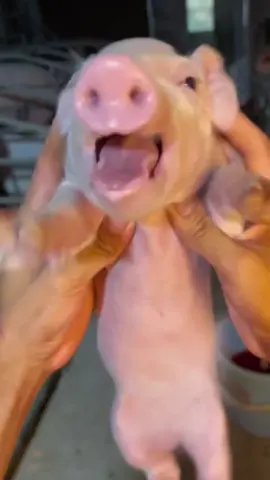 #stitch with @cutpet farm Thoughts anyone??? #jewish #jewishtiktok #jewishcheck #pig #piggy #zoomies #fyp #fypシ #viralvideo #viral #videoviral #cyzbca #xyzbca #follow #highlight #monday #mondaymotivation 