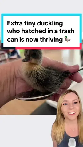 Oscar the duck spent her first few hours in a trash can, but her life’s looking a lot different now. 🗑️🦆  Oscar, who looks a little different than her siblings, is living like duck royalty as one of Jason Bennett’s beloved pet ducks, surrounded by lots of duck friends. 🦆  Find Oscar here: @Loki_and_her_friends  📸 Jason Bennett #duck #oscarthegrouch #ducksoftiktok #duckling #goodnews #positivecontent 