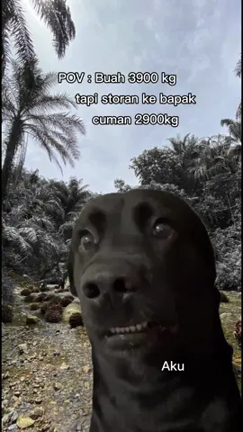 #Meme #MemeCut bahaya🙌🏼 #fyp #sawit #lahansawit #petanimuda #petanisawit #sawitontiktok #sawiton #sawitindonesia #petani #ninjasawit 
