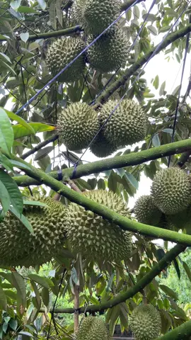 Hổng có tiền 🙃🙃🙃