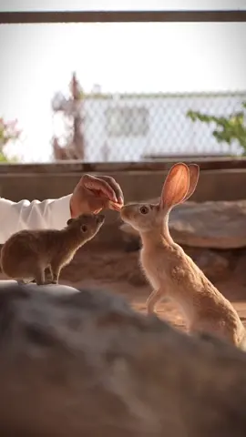 #يامحلا_جوء_المقانيص_لاطاب 