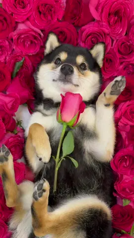 🌹SPA DAY!! #dogsofttiktok #cute #asmr #littlemanyu #shiba #shibainu 