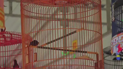 Ora usah Khawatir 😇 #muraibatuindonesia #kicaumania #kicaumanianusantara #seduluranmuraimania #gusiqdammuhammad #muraisujud #fypシ゚viral 