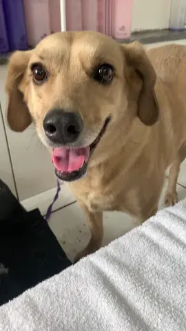 Pandora vira lata caramelo rica, em dia de spa 🐶💜 🧖🏼‍♀️  #viralatacaramelo #spaday #banhoetosa #tosador #viralvideo #pandora #detox #escovadedente 