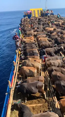 Transporte de ganado 🐮 #DatosComex #automation #innovation #technology #science #skill #tech #ideas #ilovemyjob #satisfying #satisfyingvideo #reel #reels #container #containers #shipping #shippingcontainers #shippingcontainer #maritime #maritimelife #ocean #water