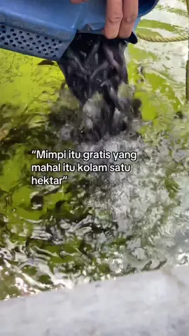 Bisa yok punya kolam sehektar 🤲#budidayalele #budidayaikan #budidayaikanlele #budidayalelepemula #petanilele #petanileleindonesia #lelekonsumsi #budidayaikanairtawar