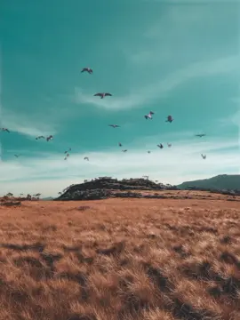 عملت لكم خلفية بدون حقوق طيور متحركه دمجتها مع الخلفيه صممتها ببرنامج تقدرو تستخدموها حلال عليكم  افصلوالصوت ببرنامج كب كات وضيفو تراكيب#وعد_الشيمي #waad_alsheme #خلفيات_متحركة_بدون_حقوق #خلفيات_بدون_حقوق_وعد @وعد @وعد @وعد 