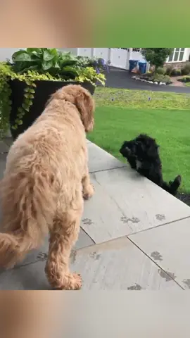 Funny cats and dogs 🤣🤣 episode 80 #funny #pet #animals #funnyanimals #fyp #foryou #fypシ #funnyvideos #🤣🤣🤣 #fail 