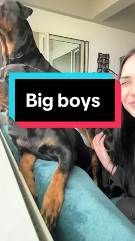 Big boys 🖤🤎 #rottweiler #canecorso #dogsoftiktok 