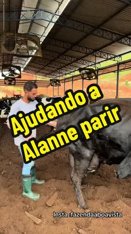 Alane não conseguiu parir sozinha  #vacaparindo #bezerro #partodistocico 