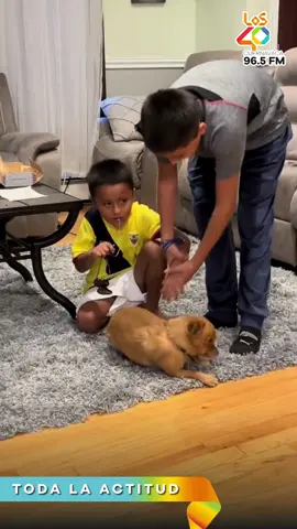 #Viral  | Asombrosa forma de sacar un #diente a un niño y sin dolor por parte de este perrito #dentista.