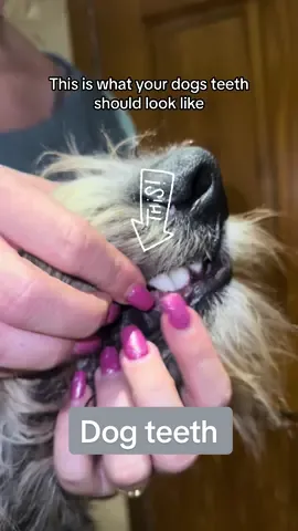 Bad teeth can shorten your dogs life span. Bacteria lives on the plaque and tartar and when swallowed everyday can cause problems with the liver, kidneys and heart. Natural dog treats are a great, healthy way to keep your dogs teeth clean and keep them healthy 🦷🐶 Cactus eats natural dog treats everyday and as you can see his teeth are pearly white 🥰 #dogs #dogteethcleaning #naturaldogtreats #pigears #cowears #rabbitears #buffaloears #vetnurse #vetnurselife #dogchews #dogtreats #dogtips #tipsandtricks #spoiltdogs #teethcleaning #pets 