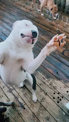 He mad he got caught 🤣🤣  #foryou #fyp #Roddysrescue #royalpupfamily👑 #viral #ogizzle #oglemmehollaatchu #dmvtiktok #viraltiktok #bullymenomore #treanding #roro👑 #princeypooh👑 #missduchess👑 #dukiemans👑 #badassprincess👑 #siramari👑#ogsweetsandtreats #202 #703 #305 #americanbullies #viraldogsoftiktok #ogsweetsandtreats  #roddyrodd89 #queenqueen👑 #dmvtiktok #welit #ogahhh #missmia👑 #miaboo👑 #sirkodak🖤 #toypoodlekodak🖤 #minipoodlerubyrose💛 