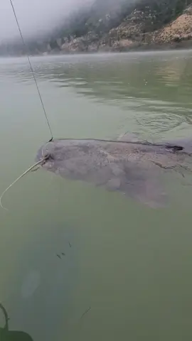 #catfish #siluro #sum #fishing #pesca #wedkarstwo #spinfishing #predatorfish #monsterfish #rivergishing #deporte #sports 