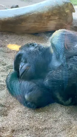 Gorilla Napping Af San Diego Zoo #sandiego #sandiegozoo #zoo #gorilla #cuteanimals #touristspot #touristplaces #thingstodo #fyp #foryou #foryourpage #trending #explore #explorecalifornia 