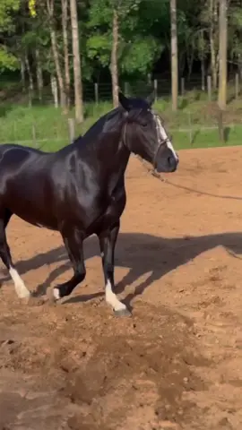 #CapCut#cavalocrioulo #cavalocriouloedits#cavalocrioulooficial 