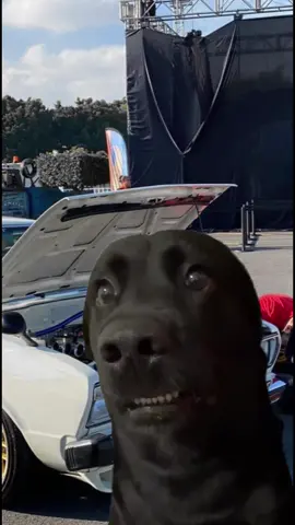 #Meme #MemeCut  Asi cada que no quiere prender el mamalon #cacheracing #datsunsss #noesturbo #datsun160jsss #datsun #viral 