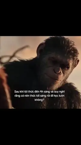 #viral #gumo #xuhuong 