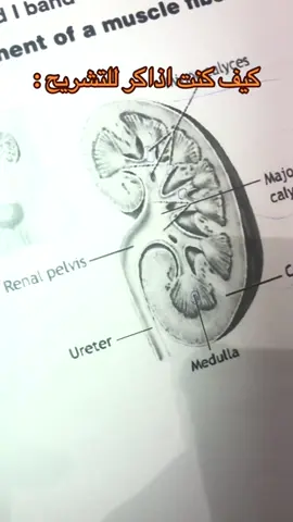 شرحت للعيال بالطريقه هذي وكلهم حفظوها 😂 #مختبرات_طبية #fyp 