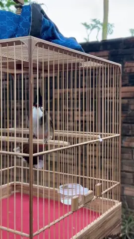 ra giàn chụp quá mất sức #chaomao #aothunchaomao #mocvietchaomao #chaomaobaydau #chaomaovip 