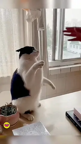 the end 😂  #pet #cat #dog #cute #animals #foryou #typ