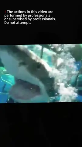#______shark #_shark #America #atlanticocean #BeWhaleWise #blacktipreefshark #blacktipreefsharks #blacktipshark #blacktipsharks #blueshark #bullsharks #cagediving #Californiacoast #Christmas #cutesharks #deadshark #divingandshark #divinginsharks #divingshark #divingsharkattack #divingsharks #divingwith shark #dolphin #fishingashark #fishingshark #fishingsharkbite #fishingsharkvideos #fishingtheshark #fishshark #fishsharkattack #fishsharkgame #fishsharkin aquarium #fishsharktales #fishsharktank #fishsharkvideos #Florida #foryou #foryoupage #fyp #Galeocerdonidae #giantoceanmonsters #giantsharkintheocean #giantwhiteshark #goblinsharks #greatwhites #greatwhiteshark #greatwhitesharkdiving #greatwhitesharkfacts #greatwhitesharks #greatwhitesharkweek #greenlandshark #greyshark #hammerhead #hammerheadshark #helpsavesharks #humpbackwhale #killershark #killerwhalepredation #killerwhales #killerwhalevsdolphin #knowyoursharks #landbasedwhalewatching #mackerelshark #mackerelsharks #Majesticseacreatures #makoshark #marlin #Natgeoexplorers #OceanExploration #oceangianthuman #oceangiantmonsters #oceangiantmouth #oceangiants #oceanlife #oceanlife0217 #OceanPredator #oceansharkgirl #oceansharkkeelung #oceansharkpart2 #oceansharktransition #oceansharkvideos #oceansharkwave #oceansharkwhale #orca #orcaincident #orcas #orcashark #orcasharkfacts #orcasharkfshark #orcasharkincident #orcasharkorcasharkattack #orcatilikumvideo #orcavsdolphin #orcavshiu #orcavshuman #orcavssharks #orcawhale #Orcinusorca #redseashark attack #rescuesharks #saveoursharks #saveshark #savesharks #seashark #seasharkgirl #seasharkvehicle #seasharkvideos #seasharkvoice #seaworldsharkincident #seeingsharkunderwater #shark #sharkaddicts #sharkaholic #sharkanatomy #sharkandorca #sharkattack #sharkattack shark #sharkattack underwater #sharkawareness #sharkbaby #sharkbackyard #sharkbait #sharkbateau #sharkbehavior #sharkbite #sharkbreach #shark