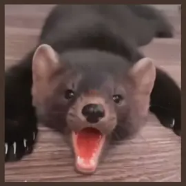 so cute😭😭 || #sable #sableedit #cute #silly #foryoupage #foryou #fyp #animal 