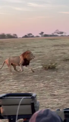 Lions on the run! 🦁  #lion #natgeowild #catsofinstagram #safar i#wildlife