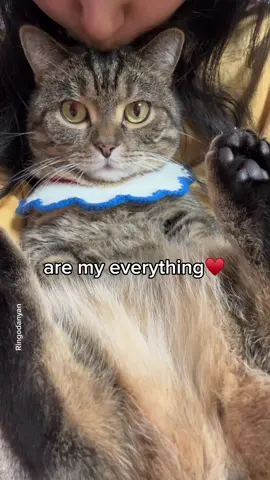 Who is cutting onions next to me?😢 #cat #petparent 