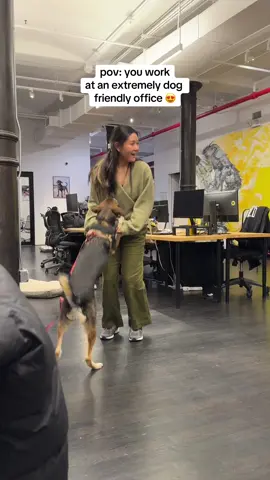 #officedog #officedogs #doggosdoingthings #dogsintheoffice #officepup 