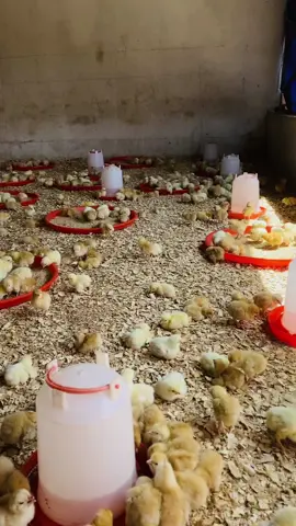 Celui qui désire la pluie doit aussi accepter la boue. #poulailler #bleudhollande #fermrs n'oubliez pas d'aimer, partager et suivre le compte pour d'autres vidéos... #elevage #poulet #vollaile #fly #tiktokindia #bU #buiness #entreprise #porteparoledeseleveurs #pouletdechair