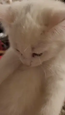 here comes the girl #funnyvideos #kittens #cute #cute #catsoftiktok #funny #funnypets #catslovers 